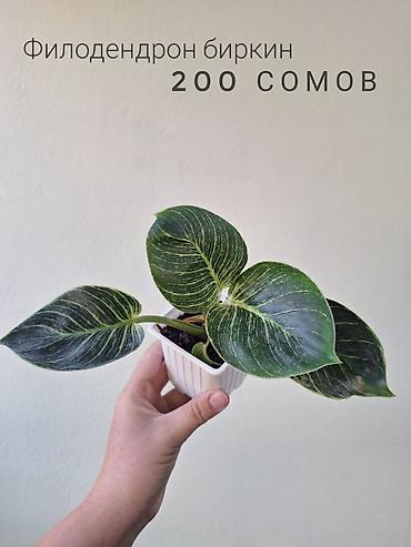 ремонт аквариума: 🌿 Комнатные растения/цветы (детки/молодые растения). 🪴 Названия и цены — 4