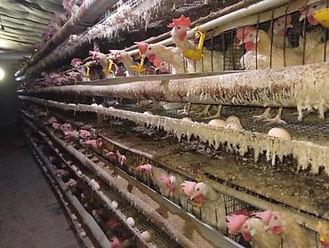 филе курицы: Продаю кур несушек возраст год и два месяца, яйцаноскась 95 %, цена — 1