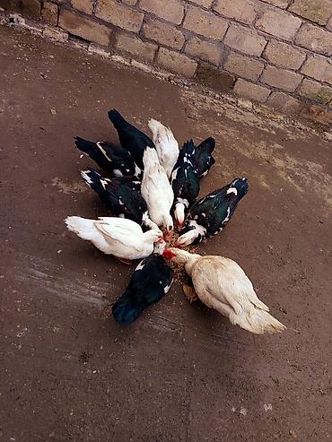 Ördəklər: Heyet balaca olduqdan satram 260 manata 12 dənədi 2 Erkey 10 dişi — 17