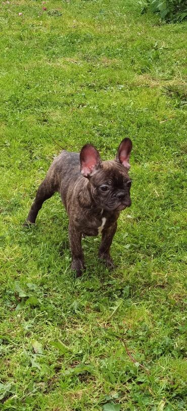 nekih dana: Muško štene Francuskog Bulldoga dostupno za preuzimanje i za novi dom