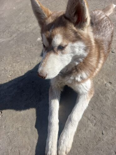 сколько стоит собака хаски: 20-го октября на улице Исанова,потерялась собака хаски по кличке