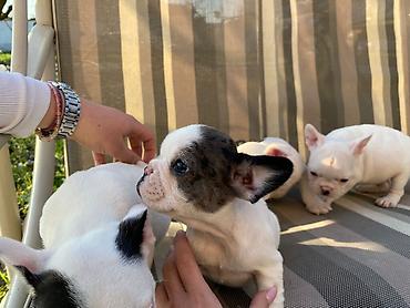 Psi: 🔥 TOP FRANCUSKI BULDOG ŠTENCI 🔥 Na prodaju vrhunski štenci francuskog — 10