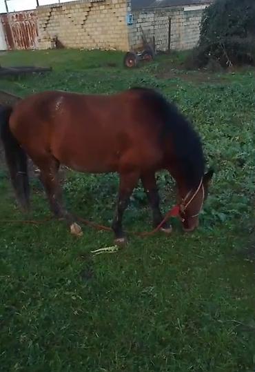 Atlar: Qəhvəyi rəngli at - Cins: yerli tip, qara yalı və quyruğu - Rəng — 7