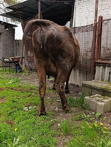 Коровы, быки: Продаю | Корова (самка) — 27