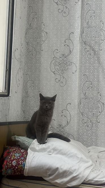 кисы: 3 котенка 2 кошки отдам в добрые руки Пушистые котята — 4