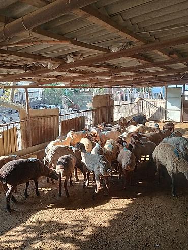 heyvanlara verilən xüsusi adlar: 24 erkək 7 dişi kom 31 baş toğlu satılır — 2
