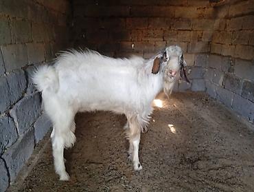 Козы, козлы: Продаю | Коза (самка) | Для молока | Племенные — 24