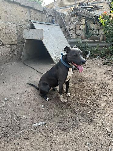 İtlər: Pitbul -da lalafo.az — 4 İtlər: Pitbul — 4