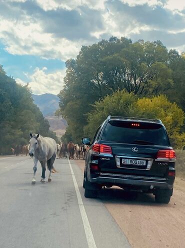 Аренда кортежа: Vip Кортеж (kortej) С водителем БЕЗ ПОСРЕДНИКОВ С водителем Свадьба — 10