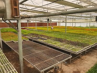 flowers: Промышленная теплица для выращивания рассады, декоративных и цветочных — 3