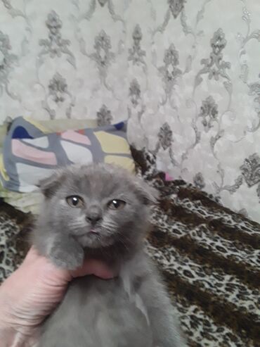 шотландская кошка сколько стоит: Скотиш Фолд (Шотландиялык шалпаң кулак), 3 айлык, Ургаачы, Күмүш өңдүү шиншилла, Лотокко барууга үйрөтүлгөн