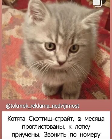 купить рыбу клоуна: Кошка даром: Скотиш Страйт (Шотландская прямоухая), 2 месяца, Мальчик, Приучена к лотку, Проглистована, С прививками