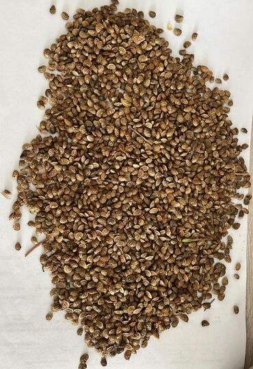 экспорцет семена: Продаю семена экспарцет оптом о своей цене пишите ватсап