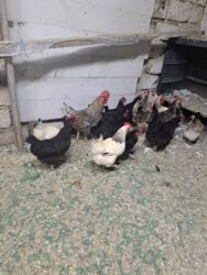 Toyuqlar: Tam saglam yumurtayan toyuglar Bakının Digah kendi — 14