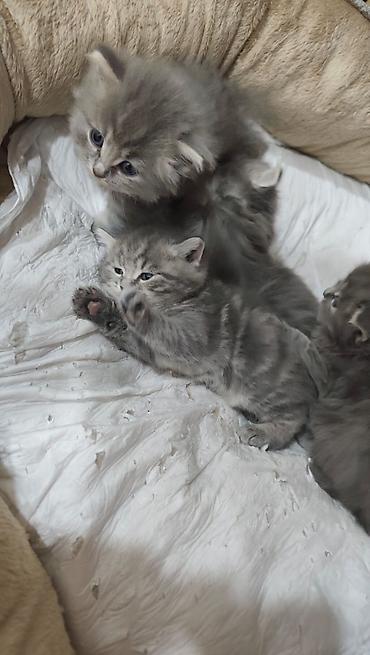 Pişiklər: Britan — 9