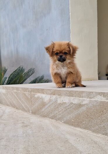 животные в добрые руки: Pekines, 2 ay, Peyvəndli, Ünvandan götürmə