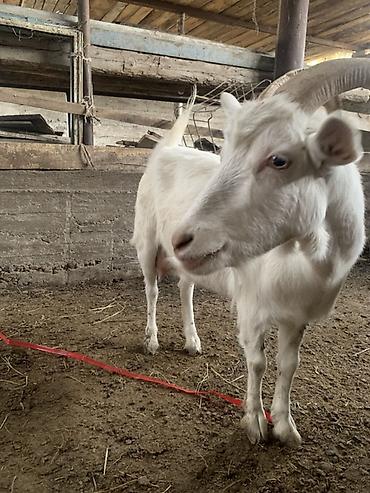 Продам с/х животных: Продаю | Коза (самка) | Для разведения — 4