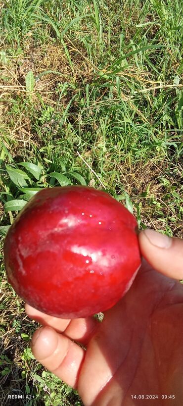 Фрукты и ягоды: Фрукты и ягоды — 9