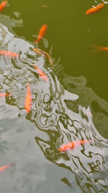 Balıqlar: Qızıl balıq, Sülhsevər, Ünvandan götürmə — 6