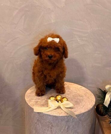 Psi: Toy pudla, žensko štene Odgajivačnica "Team AS Trajkovic" u ponudi ima — 7