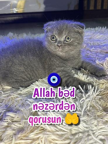 Pişiklər: Şotland — 8