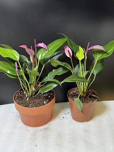 Антуриумы: Антуриум (Anthurium andreanum) в горшке - Компактное комнатное — 6