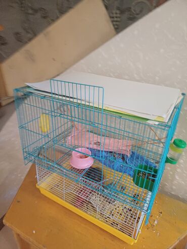 домашняя крыса: Продам две крысы, возврат 1,5 месяца с клеткой! Лысая и кудрявая!