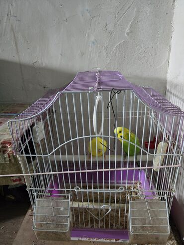 волнистые попугай: Продаётся волнистый попугай вместе с клеткой, возраст 1 год самец цвет
