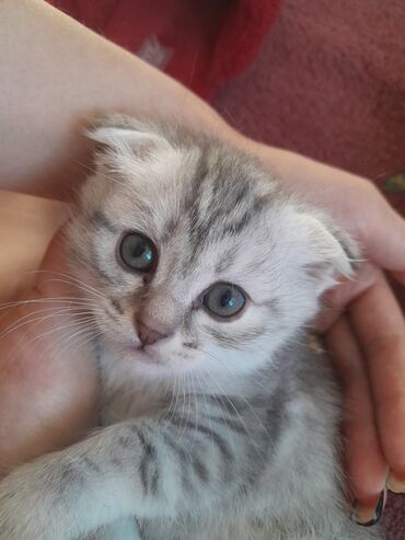 продам голубей: Скотиш Фолд (Шотландиялык шалпаң кулак), 1 айлык, Ургаачы, Көгүлтүр, Курттардан тазаланган