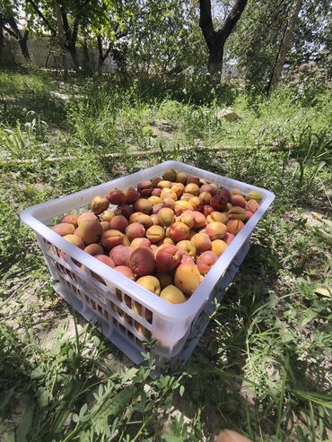 щедрое лето масло цена бишкек: Орук Баткен