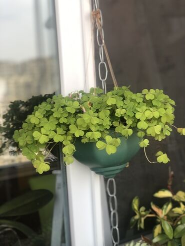 Otaq bitkiləri: Комнатные растения Крестовник — крупные и мини-растения Каменный — 16