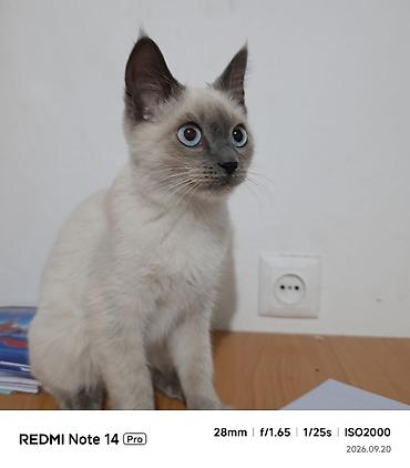 Котёнок с голубыми глазами и поинтовой окраской (светлый корпус at lalafo.kg Котёнок с голубыми глазами и поинтовой окраской (светлый корпус