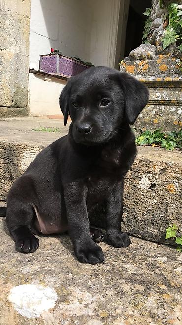 it satisi 2020: Labrador-retriver, 2 ay, Erkək, Peyvəndli, Ödənişli çatdırılma — 2