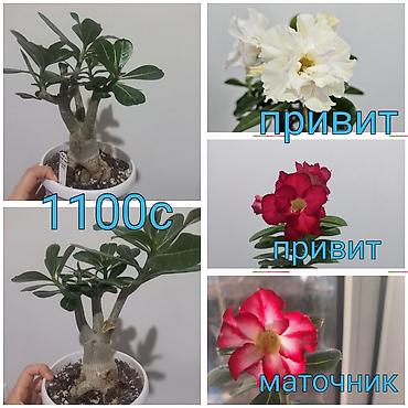 Бегонии: Бегонии и абутилон — укоренённые саженцы в стаканчиках/горшочках. 1) — 12
