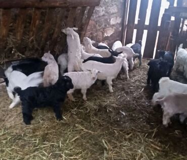 Keçi, çəpiş: Salam ZANEN KECİLƏRİMİZ SATİŞDA İCLƏRİNDƏ ALPENDE VAR ONLARIN QİYMƏTİ — 6