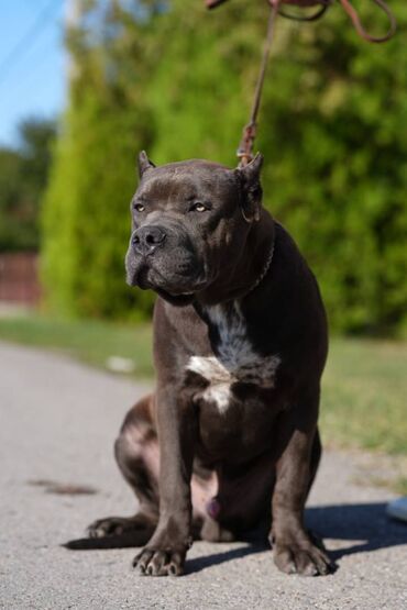 Psi: Plavi XL americki bully na prodaju Rodjen 08.03.2023., kupiranih — 6