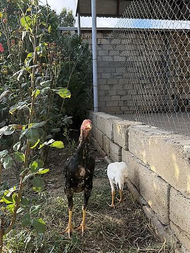 bal arisi satisi: Toyuq, Damazlıq — 10