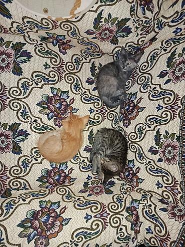 Отдам даром кошку: Мальчик — 5