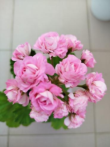 malc: Geran yeni sort pink. Böyük ölçülü də var — 2