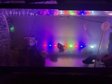 Akvariumlar: LED işıqlı akvarium seti - Şəffaf plastik gövdəli, qapaqlı akvarium - — 8