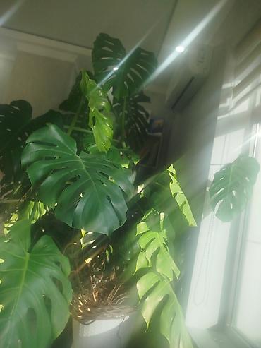 цветы камелия: Монстера делициоза (Monstera deliciosa), крупное взрослое комнатное — 4