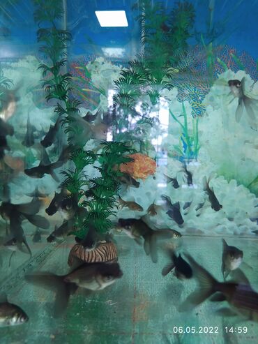 Рыбы: Рыбы — 7