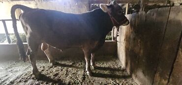купить рабочую охотничью собаку: Сатам | Уй (ургаачы), Бука (эркек), Кунаажын | Швиц | Көбөйтүү үчүн | Асыл тукумдуу, Жасалма жол менен боозутуу