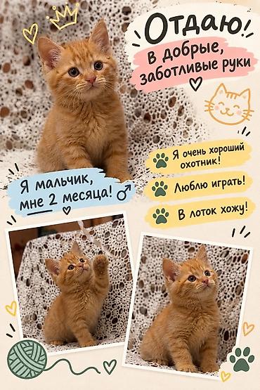 кошка породистые: Отдам котят в хорошие, добрые руки!!! — 1