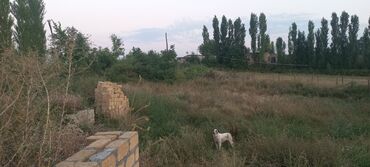 Torpaq sahələrinin satışı: Kənd təsərrüfatı — 32