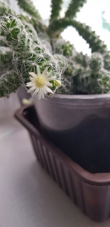 комнатный растения: Кактус вьющий, в настоящее время цветёт от 50 до 200 сом