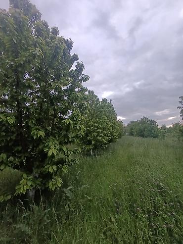 quba 5 sotlar: 35 sot, Kənd təsərrüfatı, Maklerlər narahat etməsin, Kupça (Çıxarış) — 3