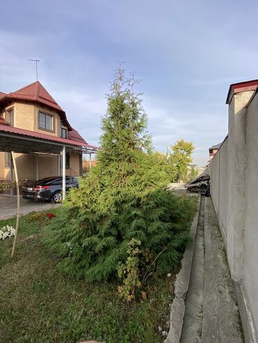 Декоративные деревья: Саженцы деревьев: Туи, Платная доставка — 9