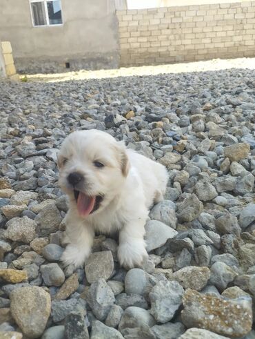 İtlər: Pekines, 1 ay, Erkek, Ünvandan götürmə