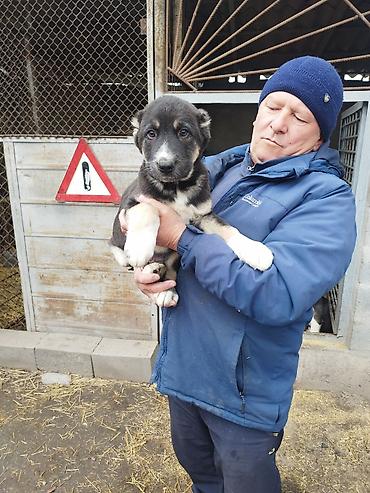 Продажа собак: Шикарные Щенки САО . Среднеазиатской Овчарки ХОРОШИХ БОЙЦОВСКИХ — 3